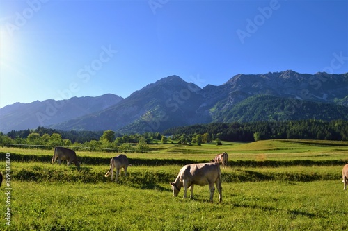Kühe auf Wiese in den Alpen