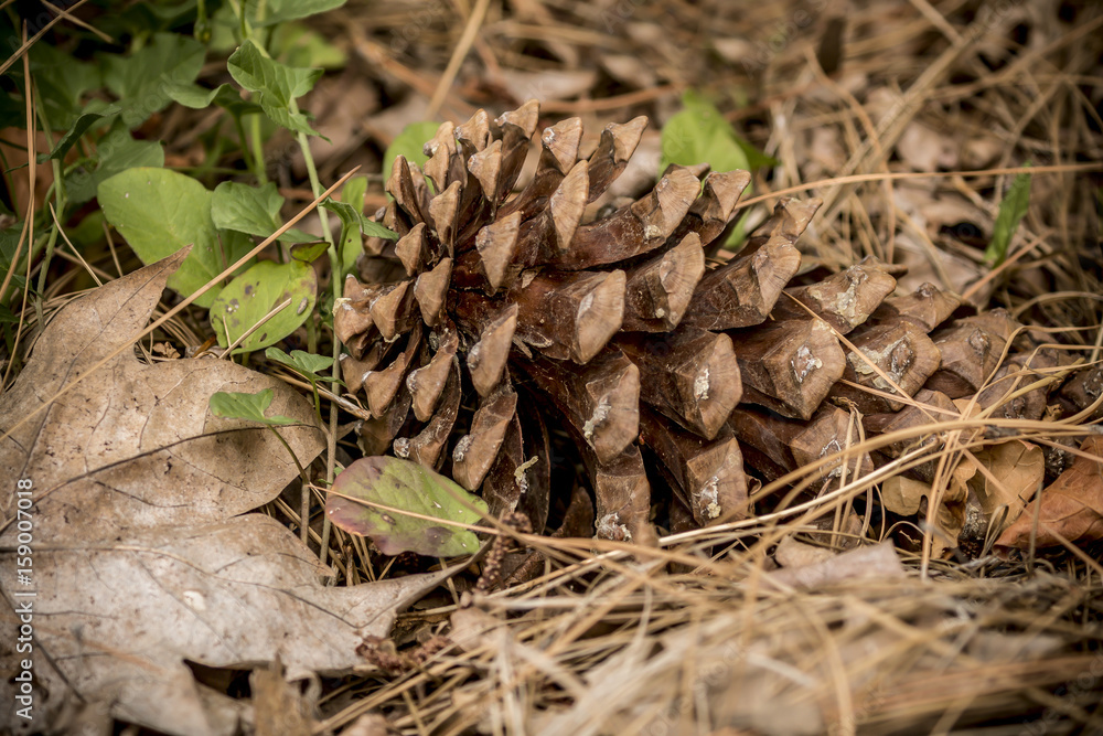 Pine Cone Pine Cone
