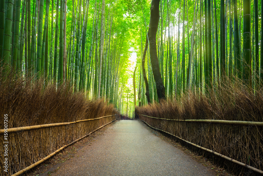 Fototapeta Bambusowy las Arashiyama blisko Kyoto, Japonia