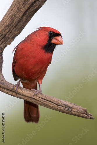 Male Northern Cardinal (Cardinalis cardinalis) perched on a branch on a sunny day.