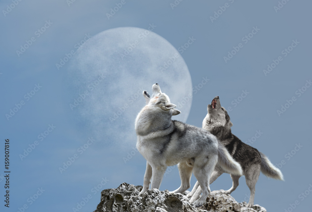 Naklejka premium Para wilków śpiewa melancholijną pieśń księżycowi