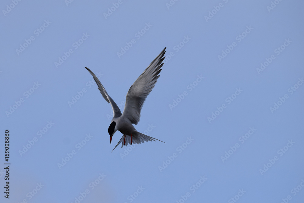 Common tern hovering in flight whilst searching for fish