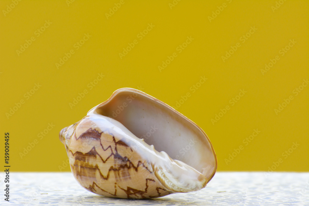 Naklejka premium Sea shell on a yellow background. Beautiful seashells on the beach. A pearl lies on a white table.