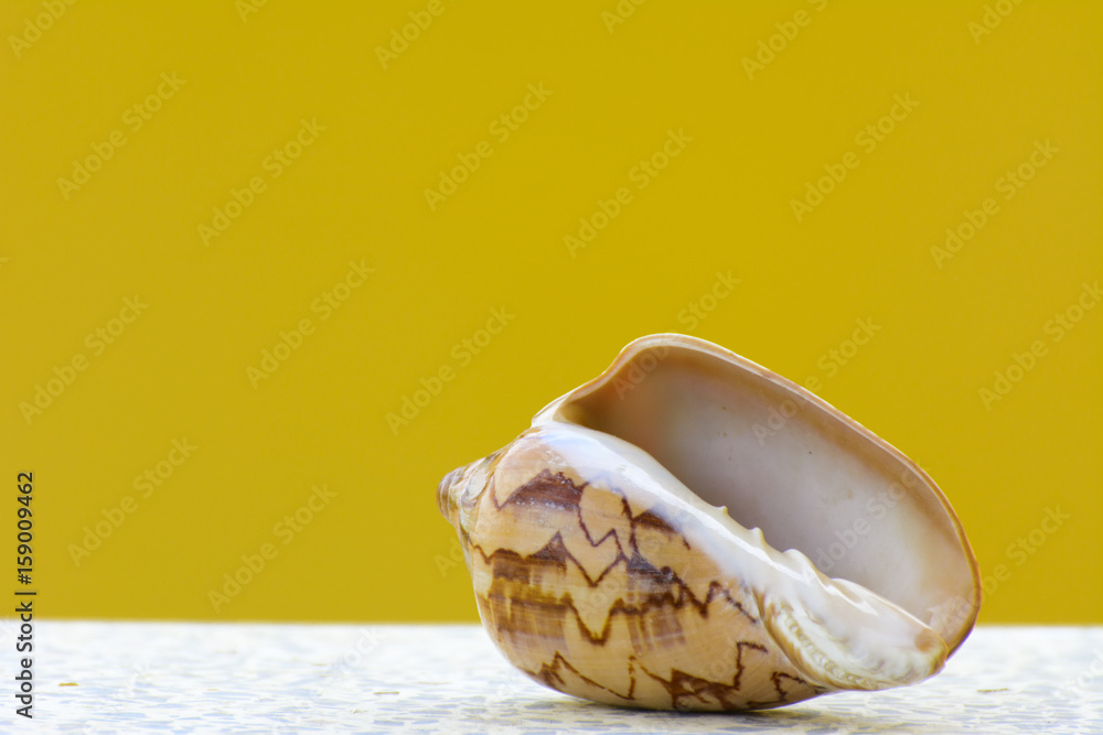 Sea shell on a yellow background. Beautiful seashells on the beach. A pearl lies on a white table.