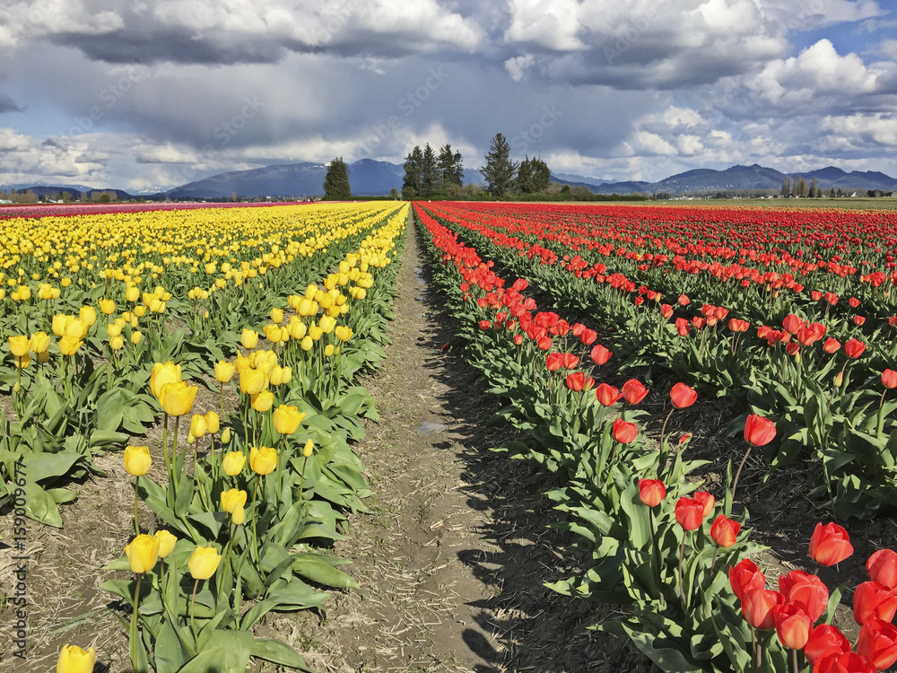 Farm With Yellow And Red Tulips
