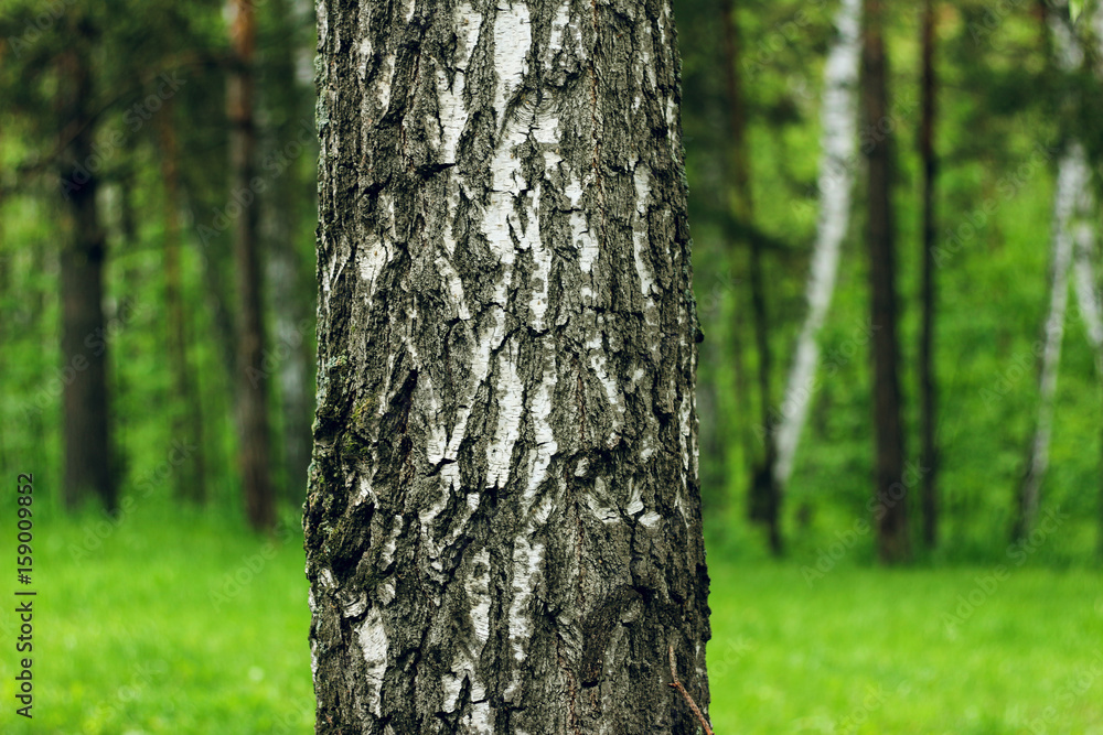 Birch against the background of the forest in summer Birch against the background of the forest in summer