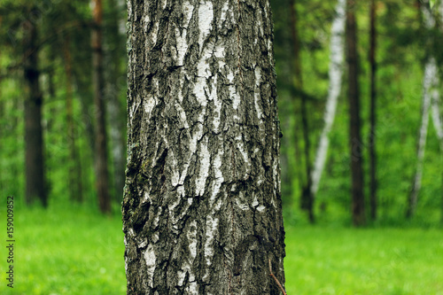 Birch against the background of the forest in summer