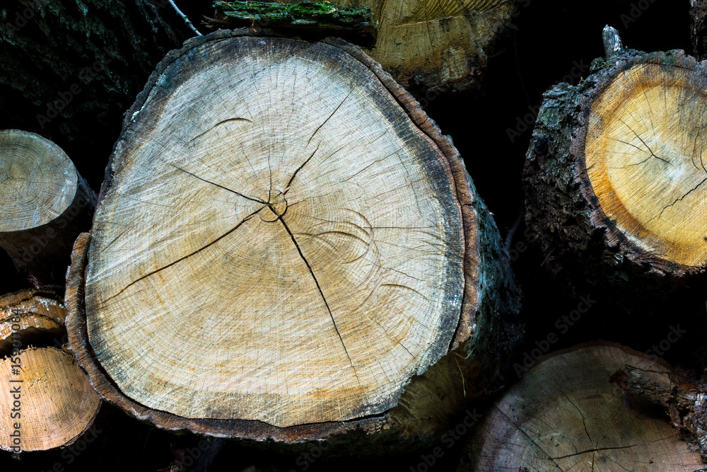 Abgesägter Baum im Wald