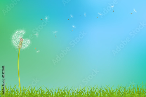 Abstract spring  background with dandelion flowers and grass, vector illustration.