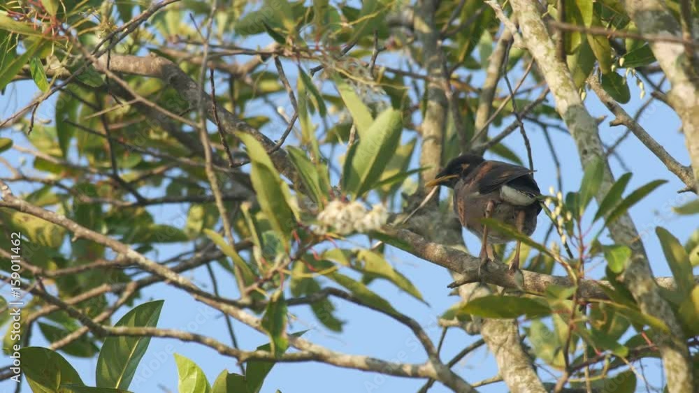a young common myna bird is resting on the tree branch a young common myna bird is resting on the tree branch