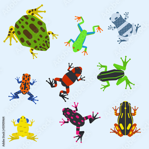 Frog cartoon tropical animal cartoon amphibian mascot character wild vector illustration.