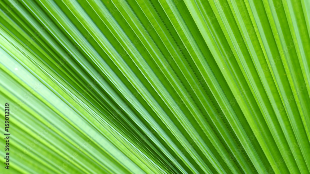 Green leaf texture background, detail of nature Green leaf texture background, detail of nature