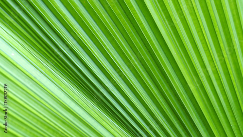 Green leaf texture background  detail of nature