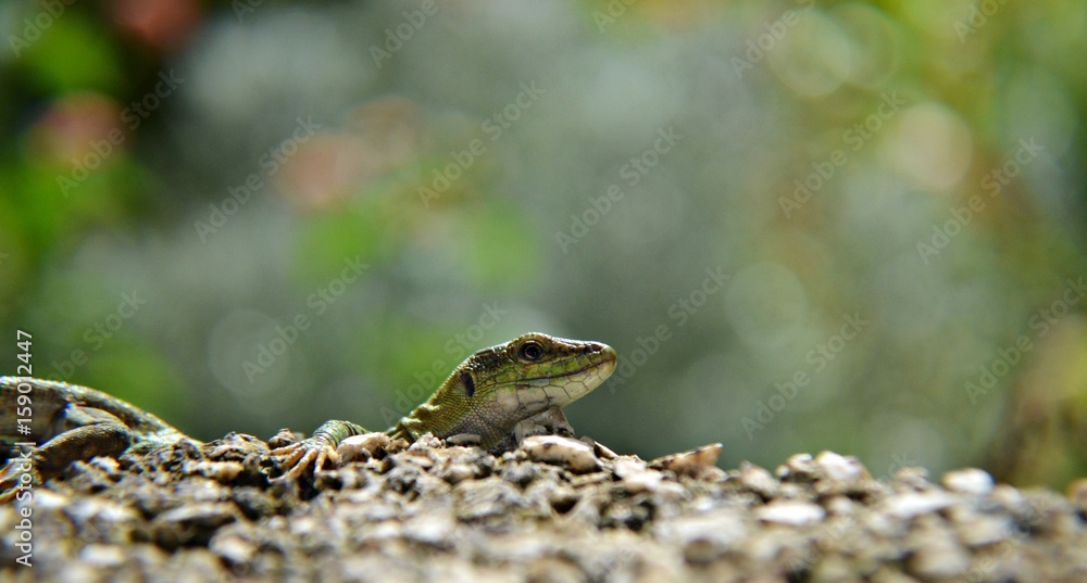 Little lizard Little lizard