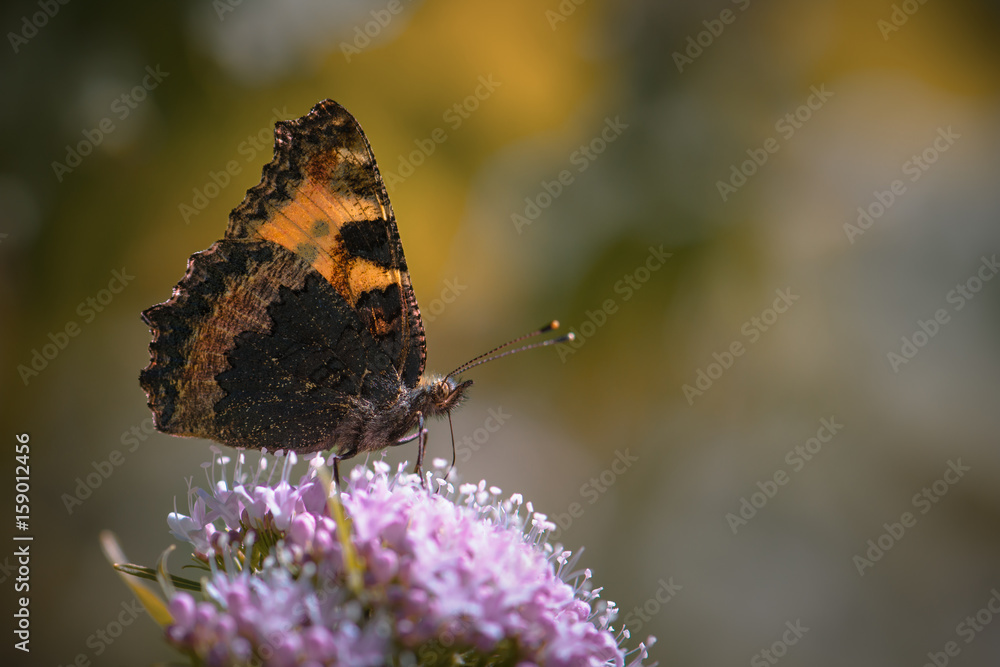 Papillon sombre aux ailes oranges sur fond orangé Papillon sombre aux ailes oranges sur fond orangé