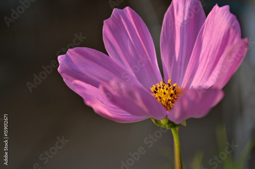 Little pink spring flower
