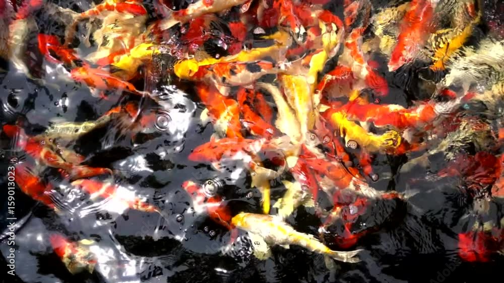 The Fancy carp fish is swimming in pond , Slow motion The Fancy carp fish is swimming in pond , Slow motion