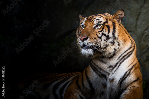 Close up tiger.