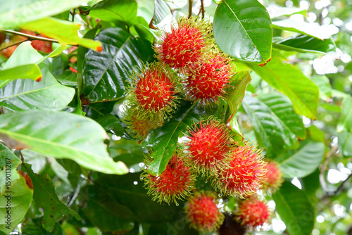 Red rambutan fruit with green hair on the tree. © Sunisa
