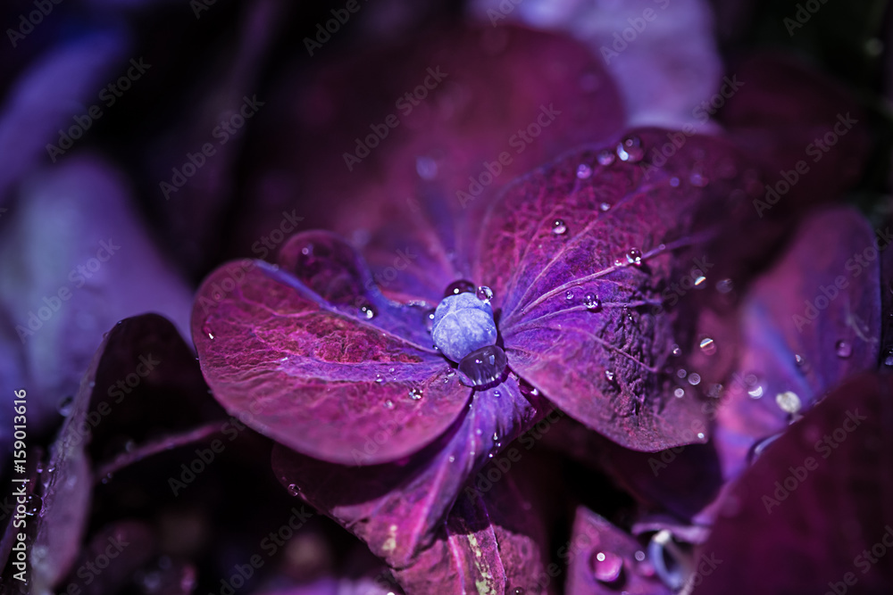 Magic purple violet hortensia hydrangea macro with water drops Stock Photo  | Adobe Stock