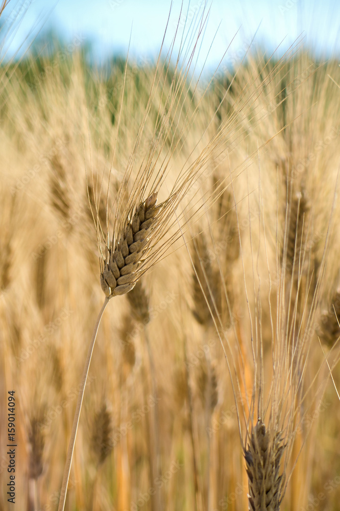 spighe di grano giallo