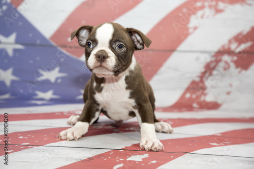 Fototapeta Naklejka Na Ścianę i Meble -  Boston Terrier on American Flag background