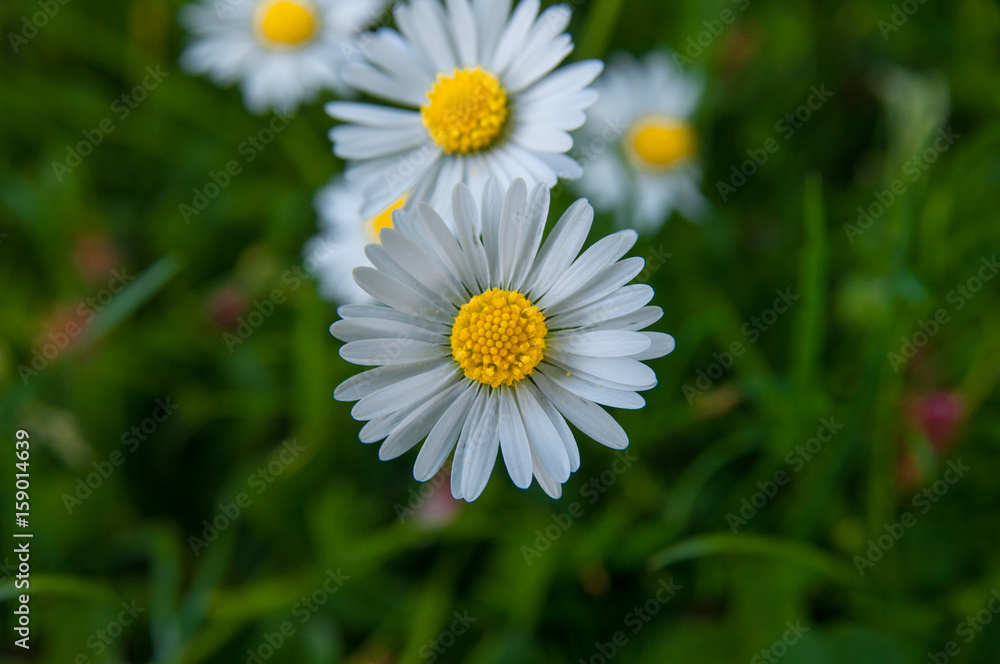 Obraz premium Chamomile garden white flowers of German chamomile daisy.