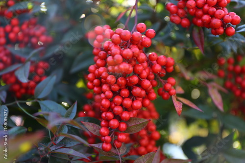 Guelder-rose branch seems very attractive with nice red color.