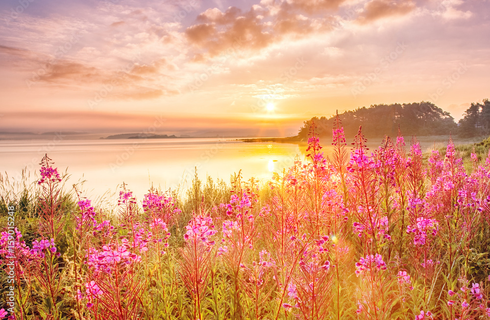 Φωτογραφία Sunrise scenery over Northern sea in Sweden, coast line with field flowers, green grass at foreground, epic sunrise sky in background