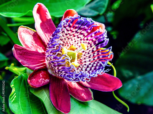 Passionsblume (Passiflora) photo