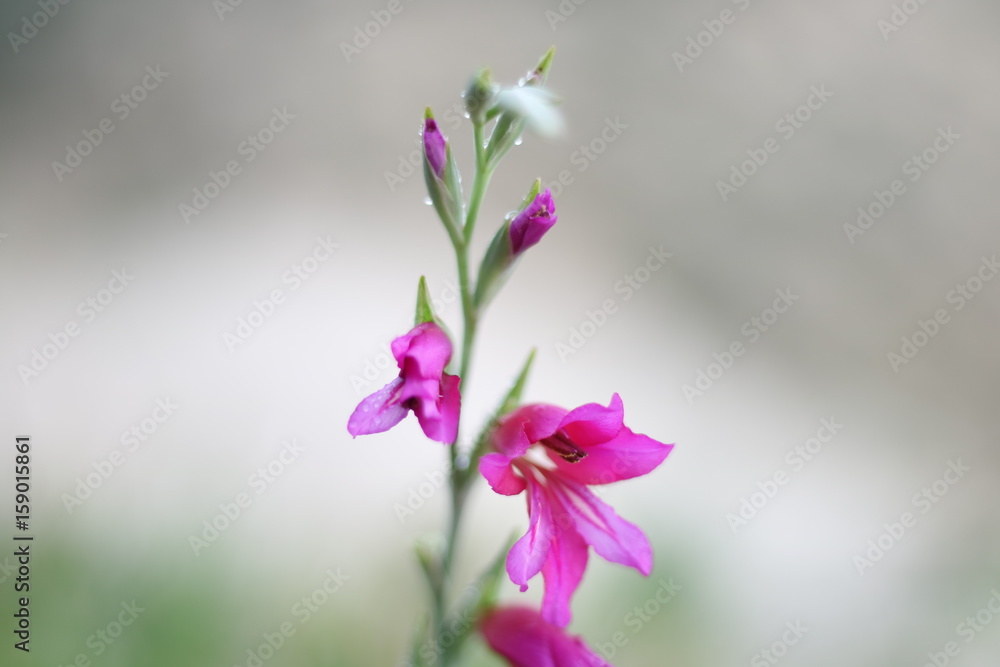 zen, alegría, flor, naturaleza, calma, verano, lila, botánico, presencia, salud zen, alegría, flor, naturaleza, calma, verano, lila, botánico, presencia, salud