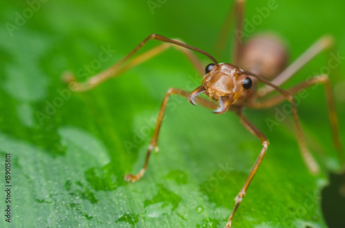 red ant stand on green leaf.