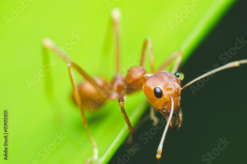 red ant stand on green leaf.