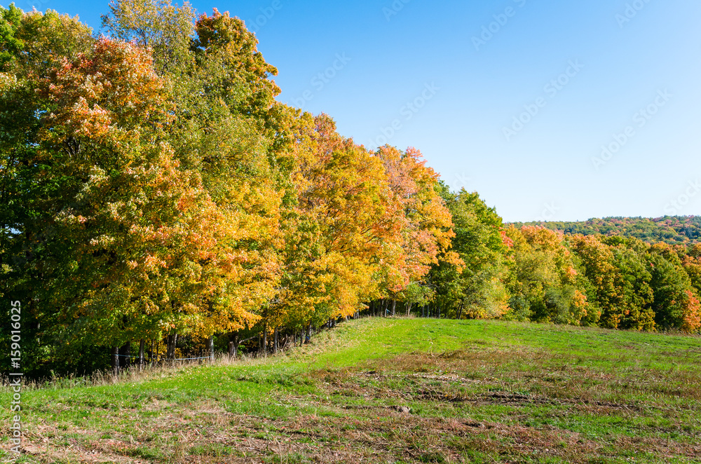 Colourful Trees on the Edge of a Field on a Sunny Fall Day