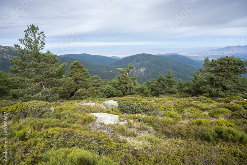 Scots pine forest and padded brushwood  Cytisus oromediterraneus and Juniperus communis  in Siete Picos  Seven Peaks  range  in Guadarrama Mountains National Park  province of Segovia  Spain