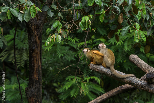 Two squirrel monkeys are looking at something while sitting on the tree branch.