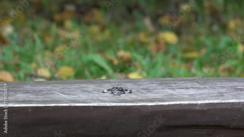 Birds to eat seeds