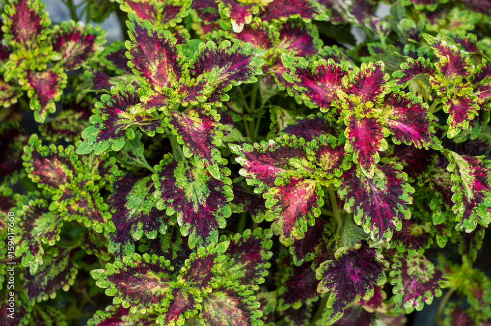 Colorful nettle leaves Colorful nettle leaves