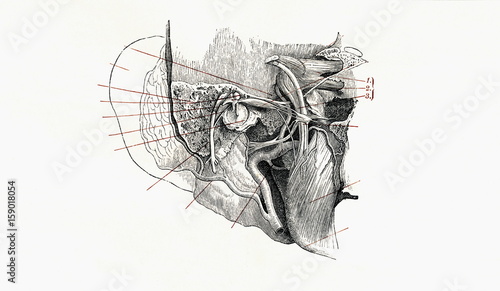 Foto Middle ear with eardrum and ossicles (from Meyers Lexikon, 1896, 13/134/135)