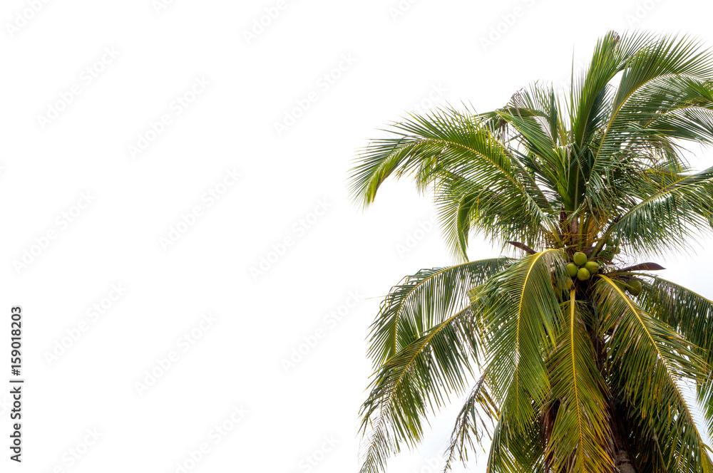 Coconut tree alone with text space