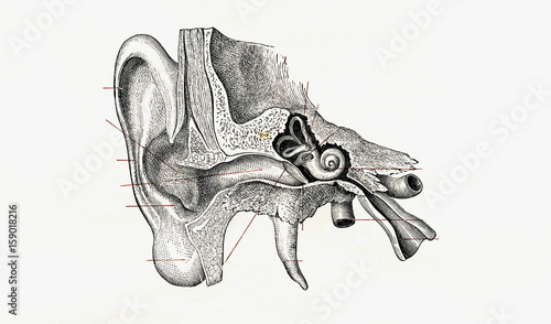 Vertical cross section of ear (from Meyers Lexikon, 1896, 13/134/135)
 photo