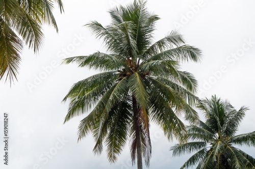 Coconut tree alone with text space