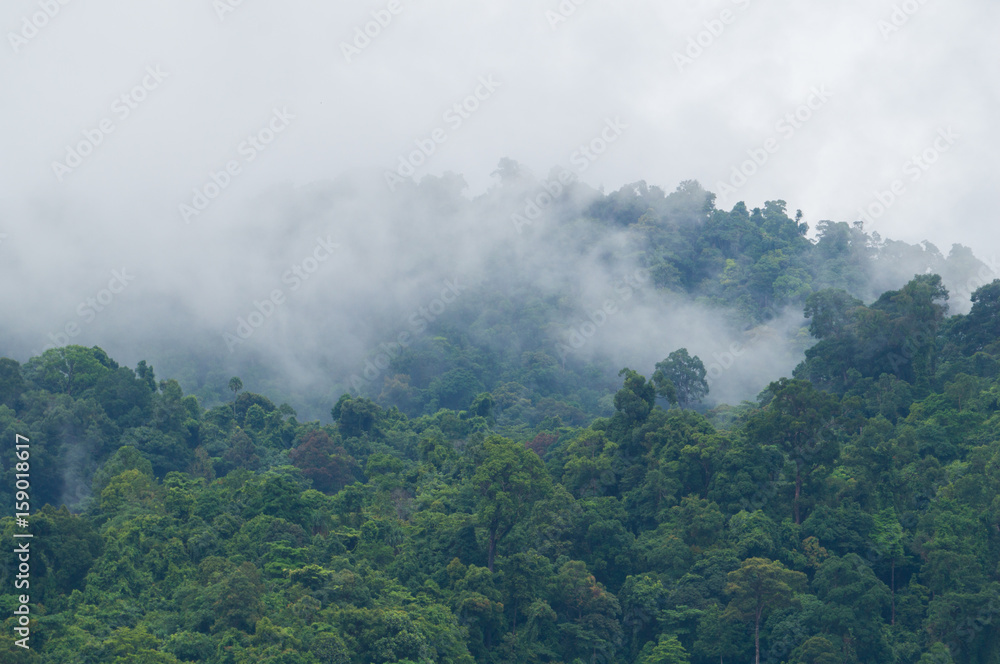 Mist rising from the jungle after a heavy rain