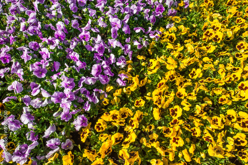 Colorful flowerbed made of pink and yellow pansies