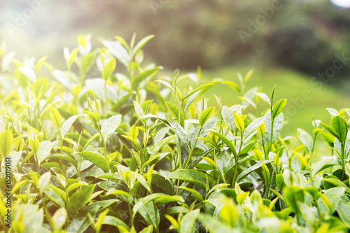 Green tea bud and fresh leaves on blurred background