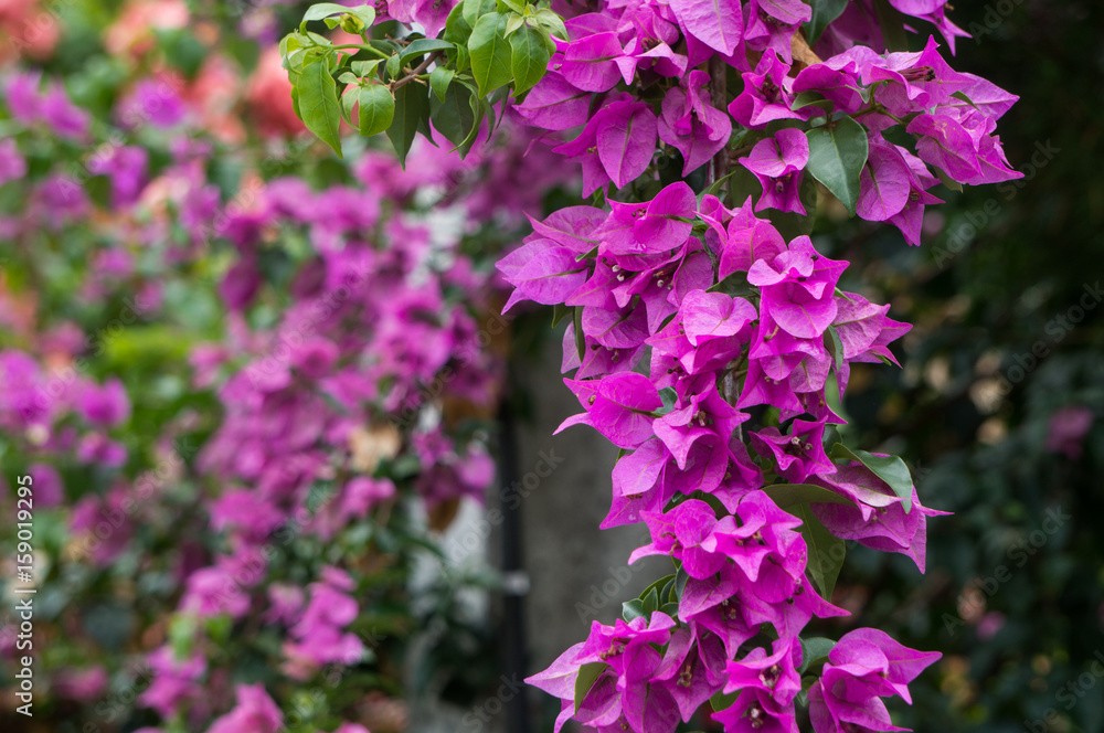 Fototapeta premium Beautiful purple flowers