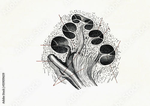 Принти на полотні Vertical cross section of the cochlea (from Meyers Lexikon, 1896, 13/134/135)