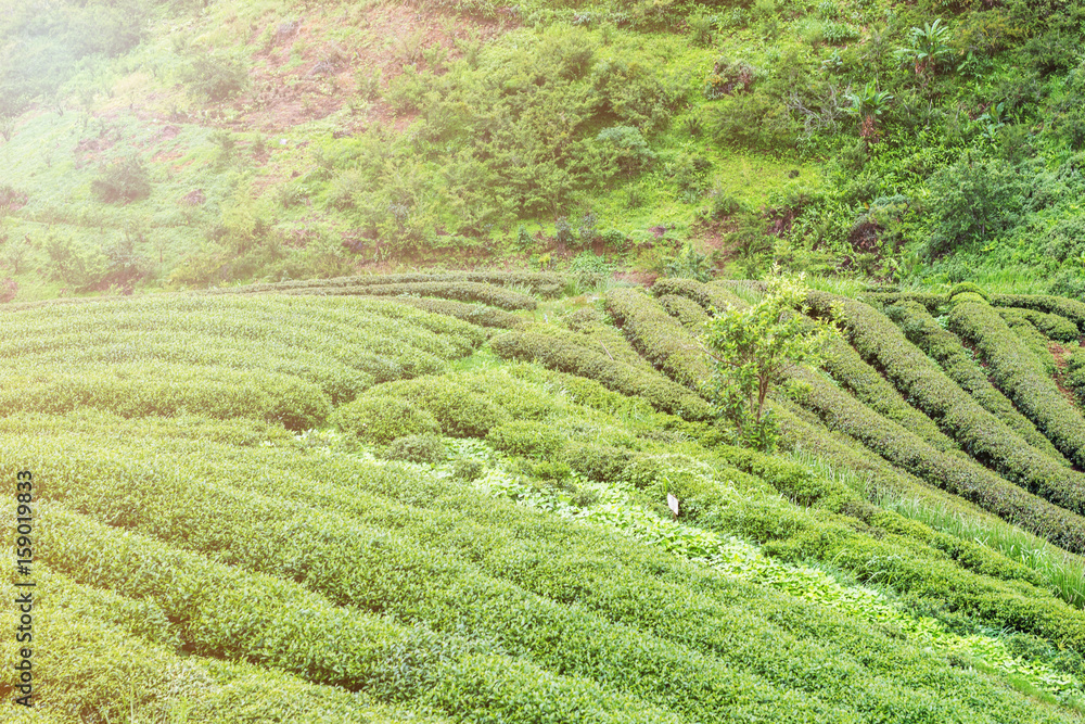 Green tea bud and fresh leaves on blurred background