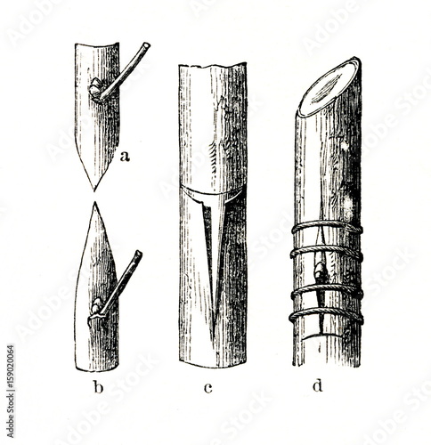 Shield budding (from Meyers Lexikon, 1896, 13/148)