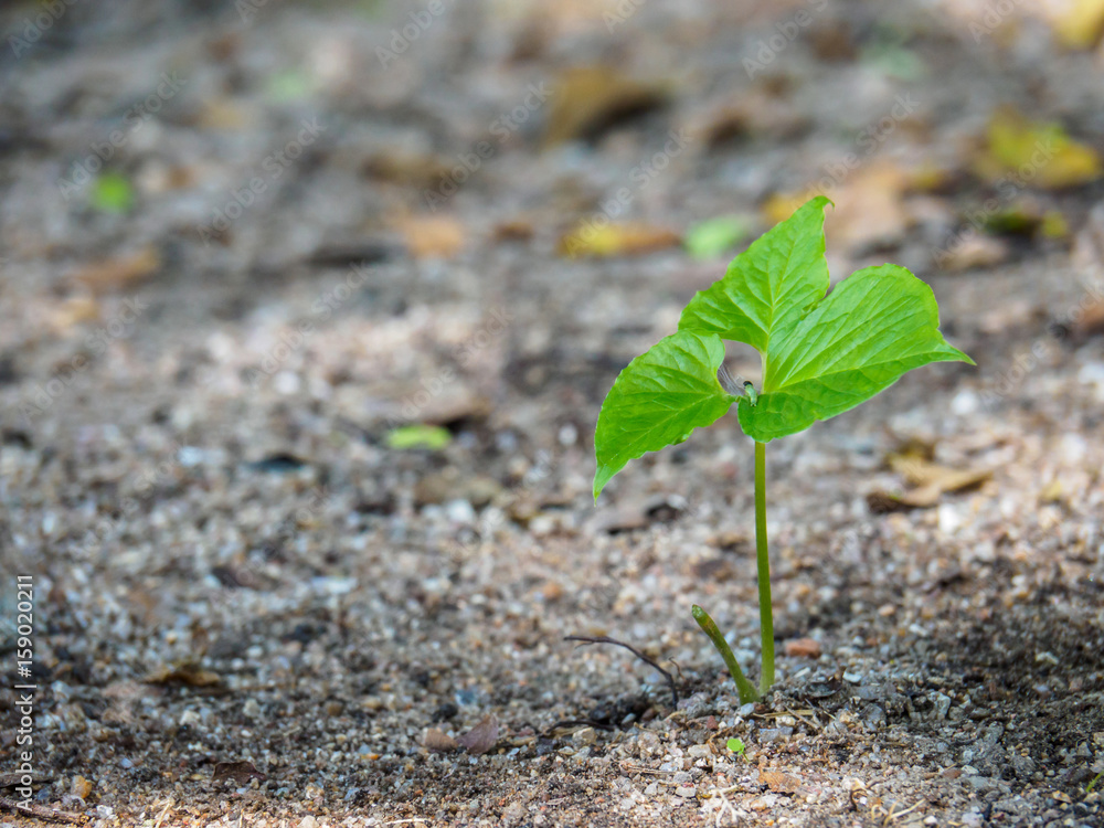 Small caterpillar or worm crawling on a green leaf. Plant seedling on the stone ground. New life, nature and environment concept. Small caterpillar or worm crawling on a green leaf. Plant seedling on the stone ground. New life, nature and environment concept.
